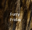 Furry Friday Furry Friday